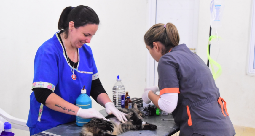 El Centro Municipal de Atención Animal atiende normalmente durante el receso veraniego