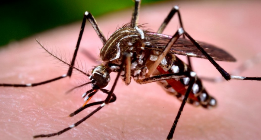 Convocan a los vecinos a involucrarse en la prevención del dengue