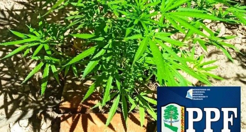Eficaz investigación culminó con el secuestro de ocho plantines de marihuana en Herradura