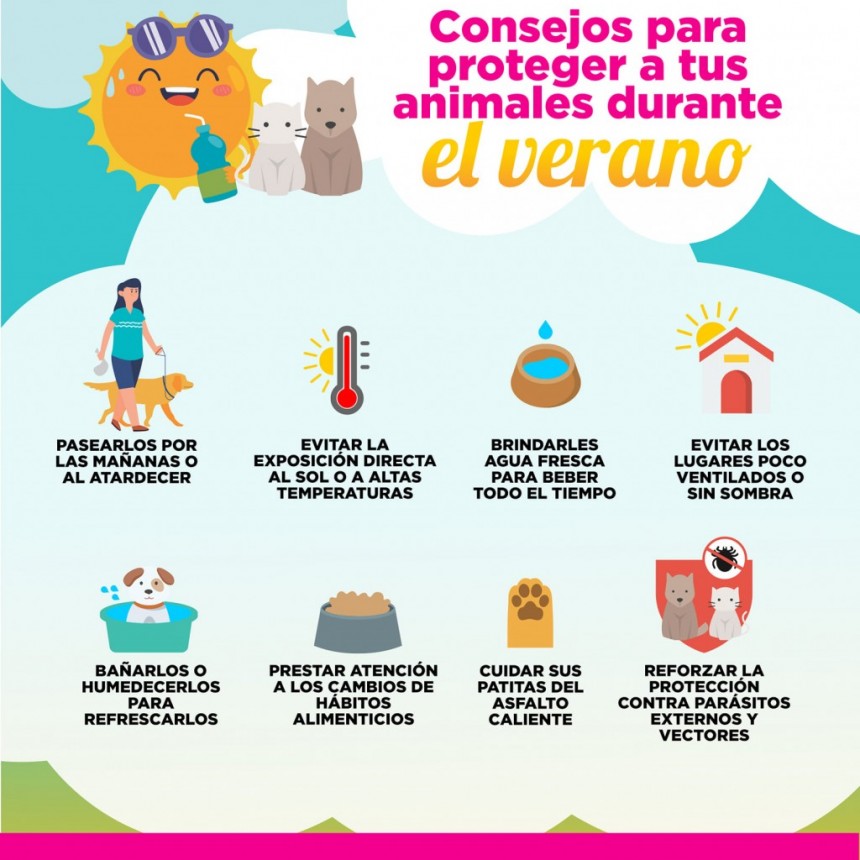 EN VERANO NUESTROS ANIMALITOS NECESITAN MAS CUIDADOS!