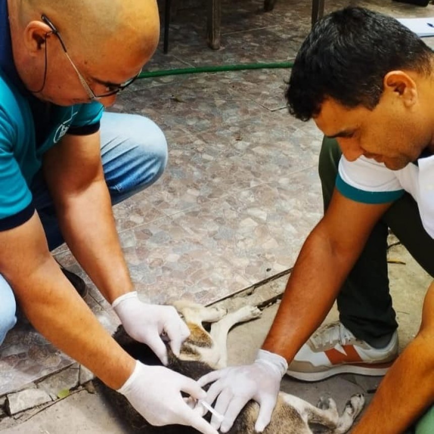 𝐃𝐈𝐑𝐄𝐂𝐂𝐈𝐎𝐍 𝐃𝐄 𝐙𝐎𝐎𝐍𝐎𝐒𝐈𝐒 - 𝐂𝐞𝐌𝐀𝐀 || TRABAJOS EN TERRITORIO