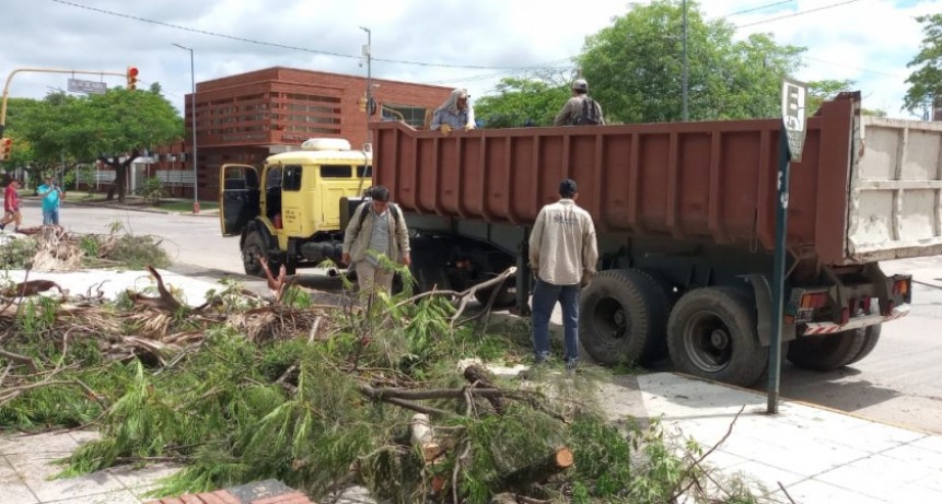 La municipalidad continúa retirando árboles caídos durante la tormenta del miércoles