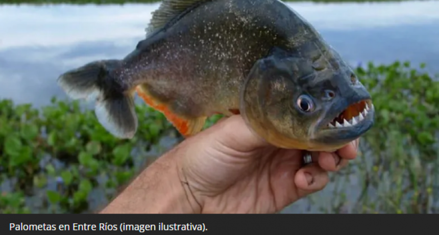 APARECIERON CARDÚMENES DE PALOMETAS
