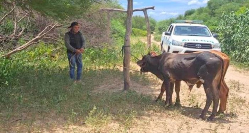 Recuperan tres animales vacunos en pie; hay un detenido