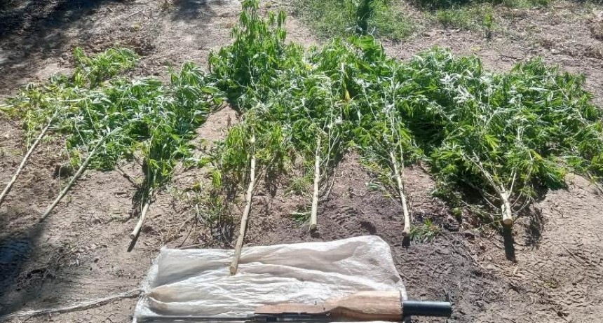 La Policía secuestró ocho plantines de marihuana y anuló un campamento de plantación de marihuana