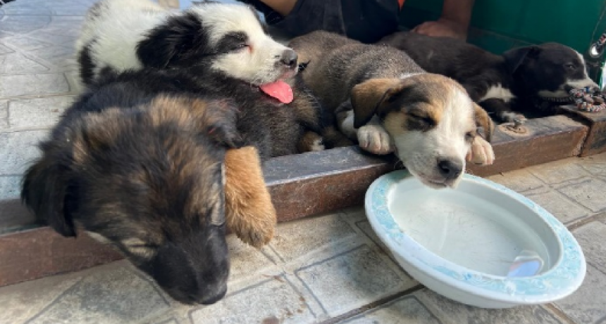 LA DIRECCIÓN DE ZOONOSIS DE LA COMUNA MANTENDRÁ SUS HORARIOS Y SERVICIOS DURANTE EL RECESO