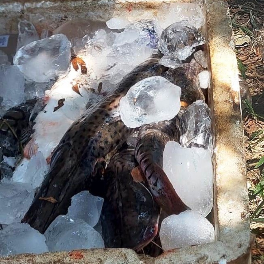 UEPE secuestró elementos de pesca, armas de fuego y pescados