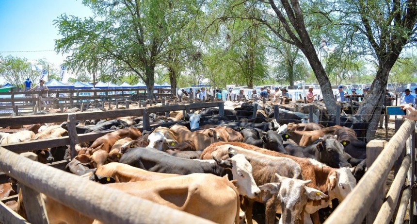 Productores paipperos cobraron la primera parte de sus ventas de la segunda feria ganadera en Fortín Soledad