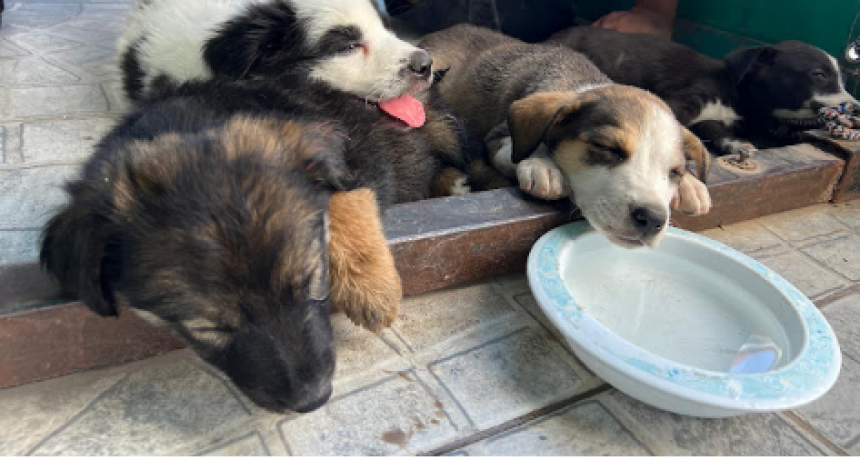 Brindan recomendaciones para prevenir golpes de calor en los animales