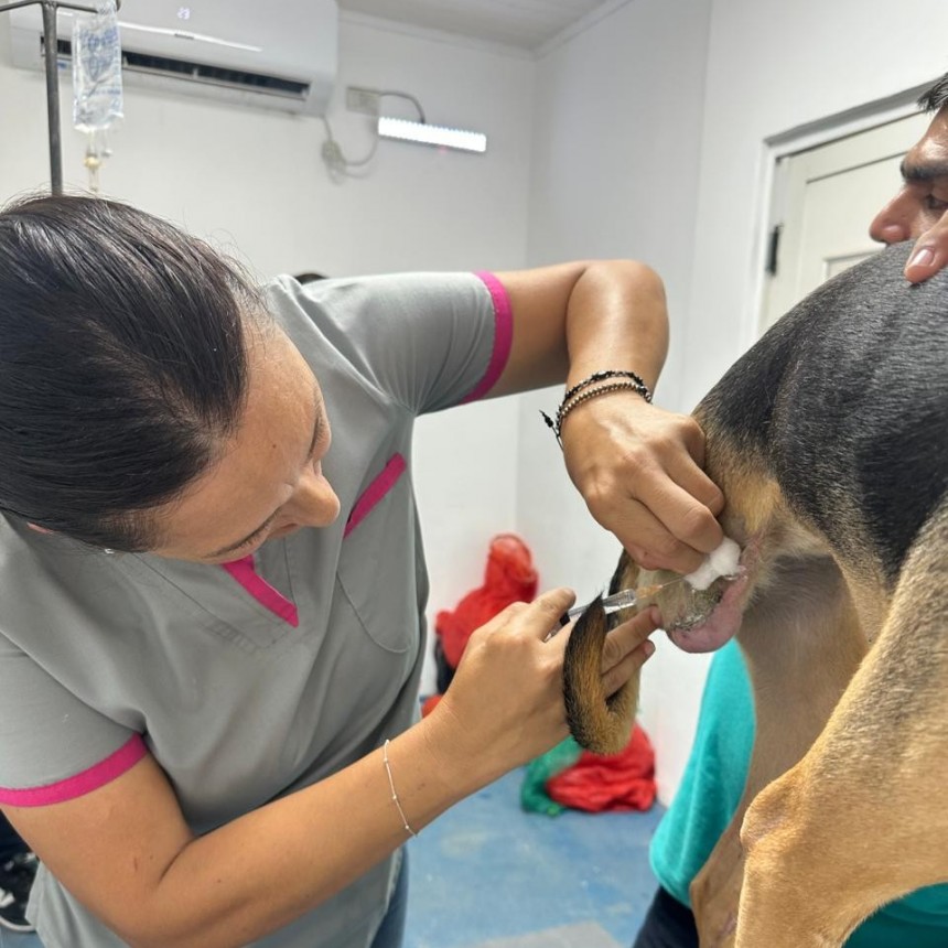 La Dirección de Zoonosis y el CeMAA continúan con altas demandas de atenciones