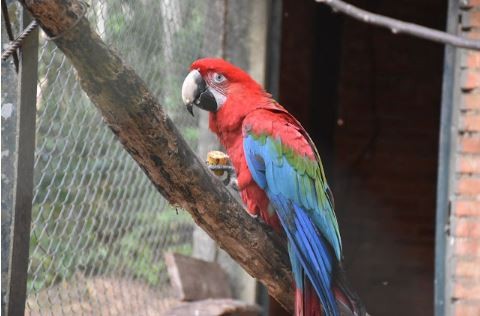“Guaycolec” invita a la comunidad a conocer y valorar la fauna nativa