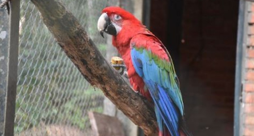 “Guaycolec” invita a la comunidad a conocer y valorar la fauna nativa