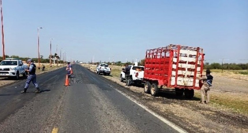 La Policía retiró 20 vacunos de la Ruta Nacional 81