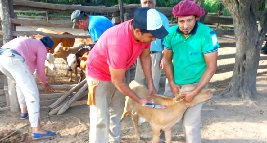 Abordaje interinstitucional de brote de rabia paresiante en paraje Cacique Sumayén