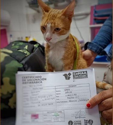 ‎En Centro Municipal de Atención Animal no solo cuidamos la salud de los animales; también acompañamos a las familias en los nuevos capítulos de sus vidas. 
