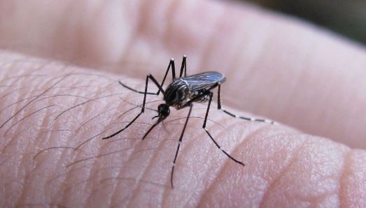 Los casos de dengue se mantuvieron sin grandes variaciones esta semana