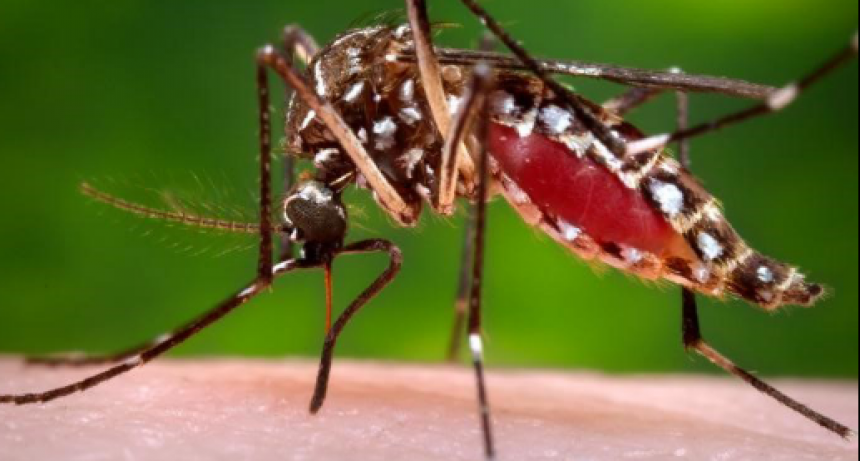 Convocan a los vecinos a involucrarse en la prevención del dengue y la fiebre chikungunya