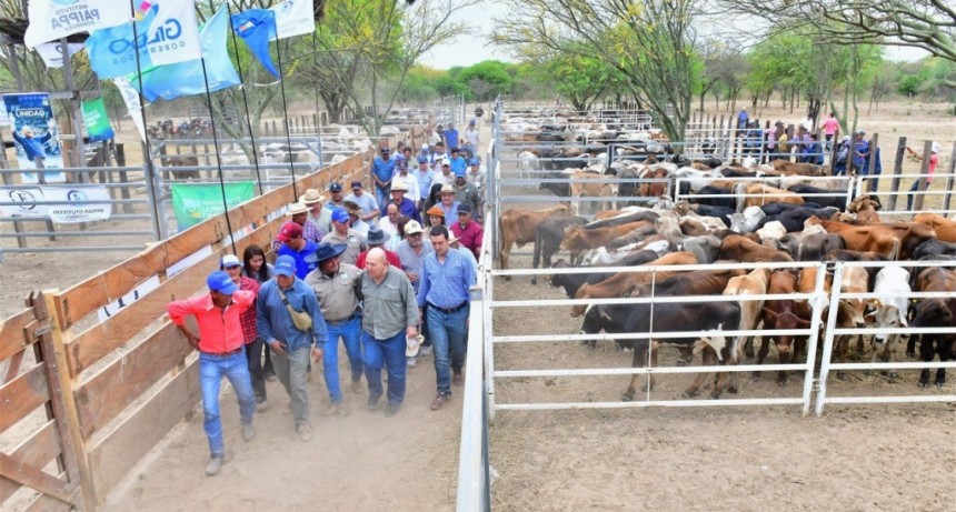 Harán remates ganaderos para descomprimir campos ubicados en las zonas afectadas por crecida del Pilcomayo