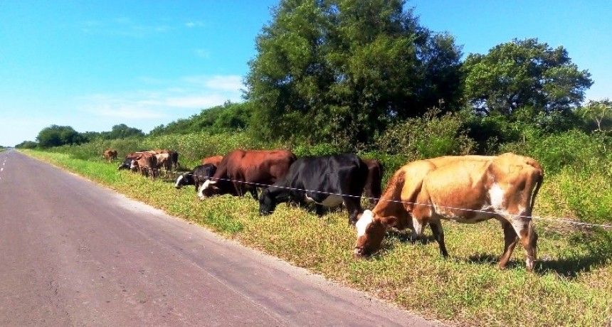 Solicitan a los ganaderos que eviten colocar su hacienda a la vera de la ruta para pastar
