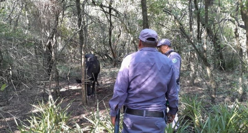 Sorprenden en Ibarreta a un adolescente de 17 años cuando pretendía faenar una vaca