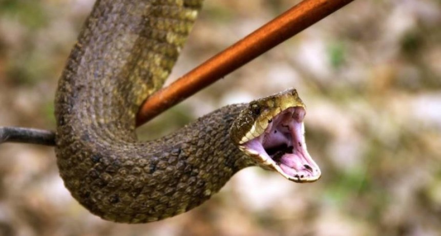 Brindan recomendaciones para evitar mordeduras de serpientes
