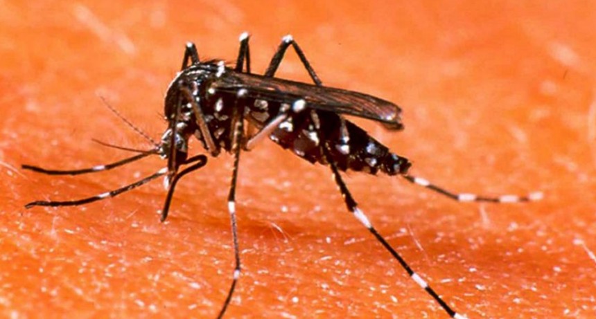 El nuevo reporte provincial confirmó 179 diagnósticos de dengue