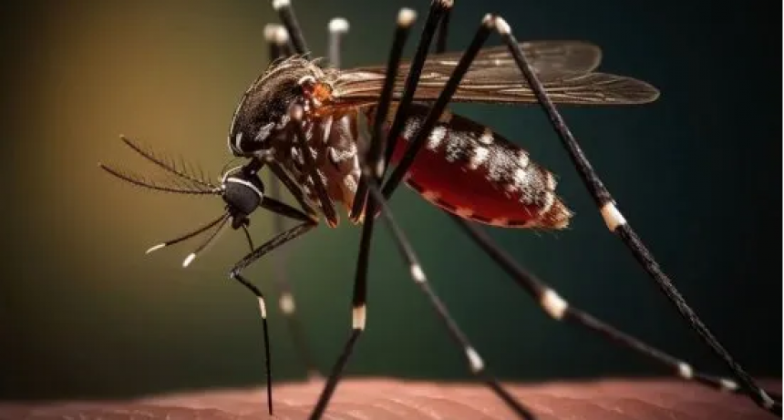 Por 12 semanas consecutivas sigue de manera sostenida el descenso de los casos de dengue en la provincia