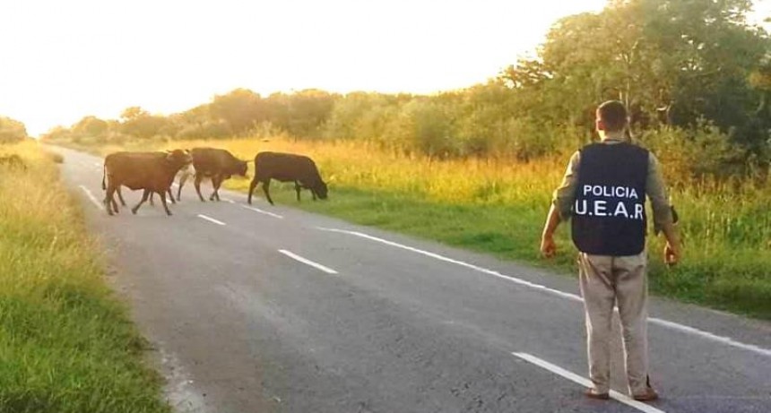La Policía retiró de las rutas unos 20 animales sueltos que ponían en riesgo la seguridad del tránsito