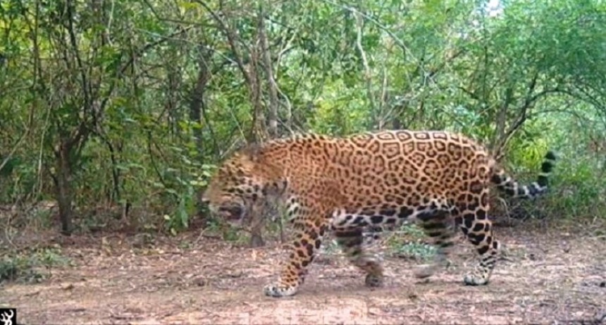 Se registra un nuevo ejemplar de yaguareté a través del uso de cámaras trampa en la provincia de Formosa