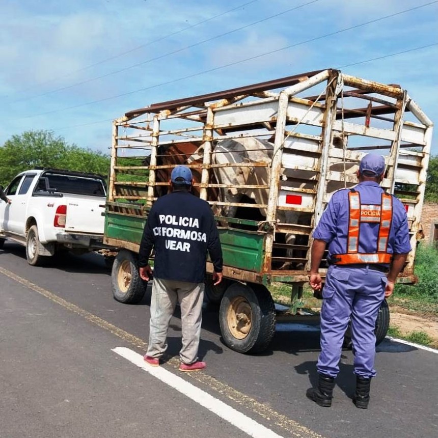La Policía secuestró 11 vacunos, una camioneta y un arma de fuego durante un control en ruta