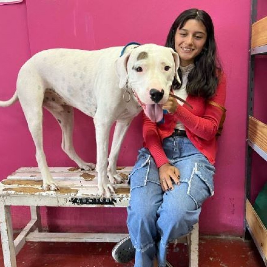  Servicio de Atención Primaria a caninos y felinos de manera gratuita