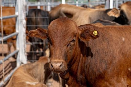 La ATP actualiz&oacute; los aforos del sector primario acompa&ntilde;ando la realidad del mercado