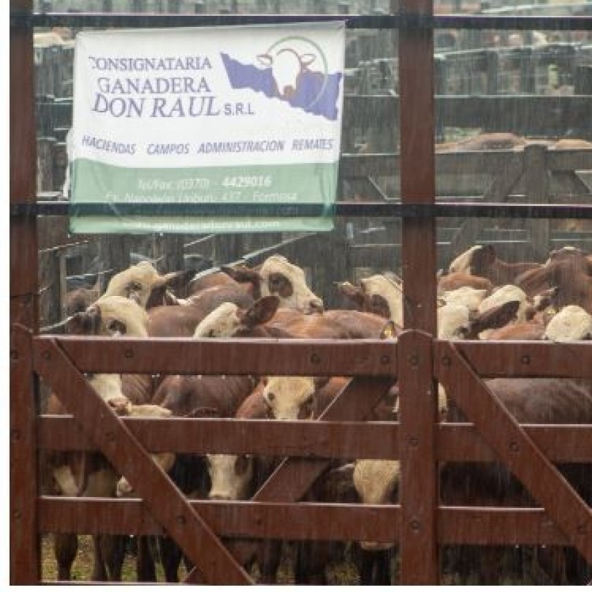 5&deg; Fiesta Provincial del Ternero y Novillito se realizar&aacute; el 9 de abril