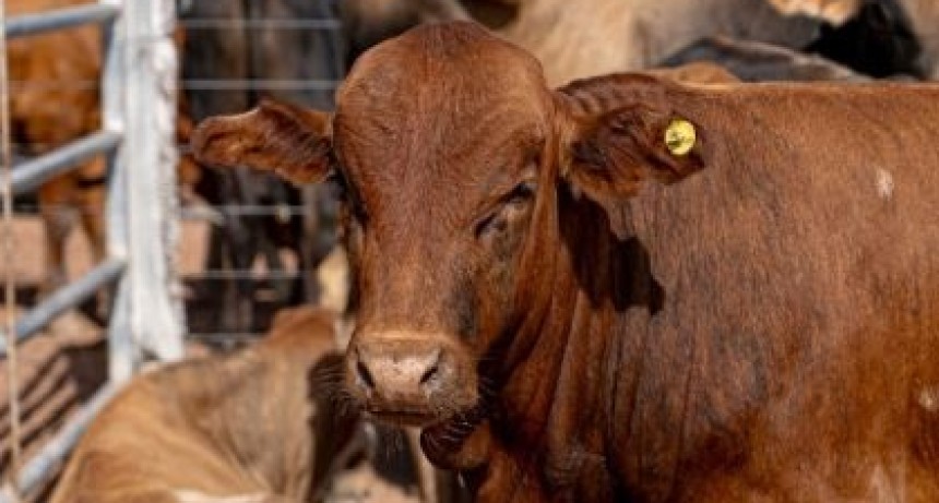 La ATP actualiz&oacute; los aforos del sector primario acompa&ntilde;ando la realidad del mercado