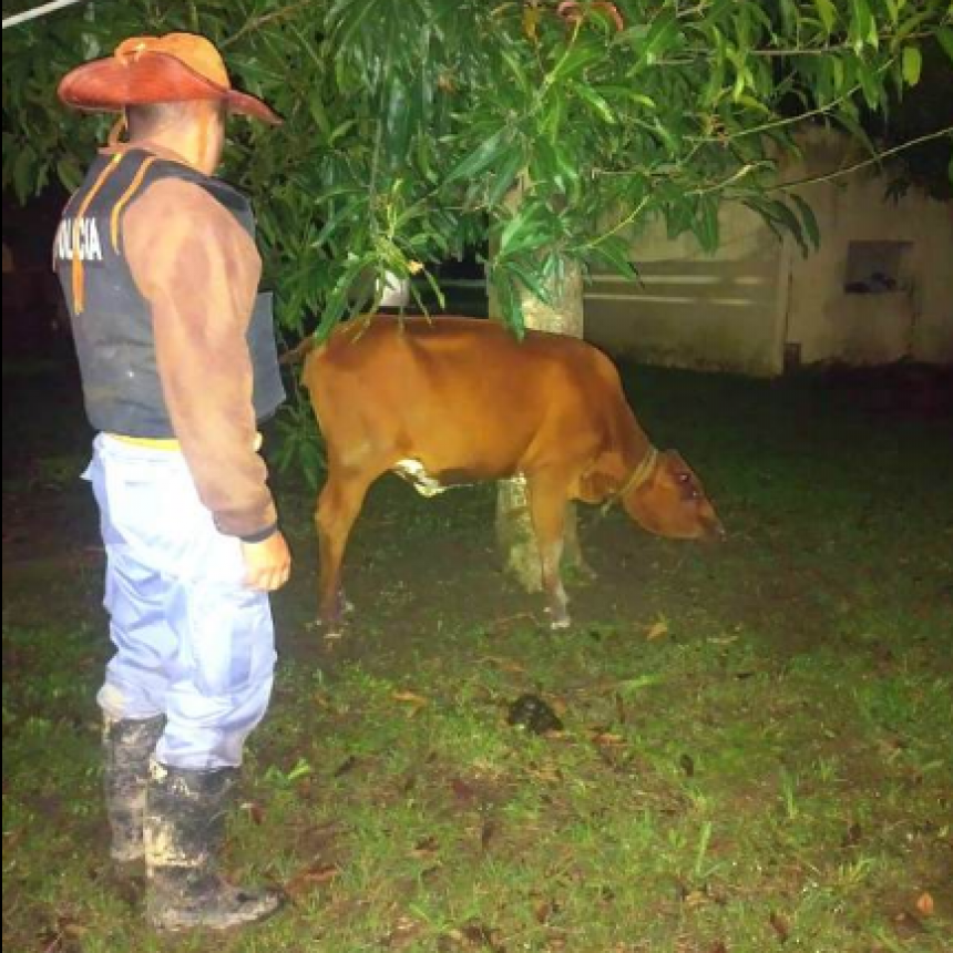 Detuvieron a un abigeo y recuperaron un animal vacuno