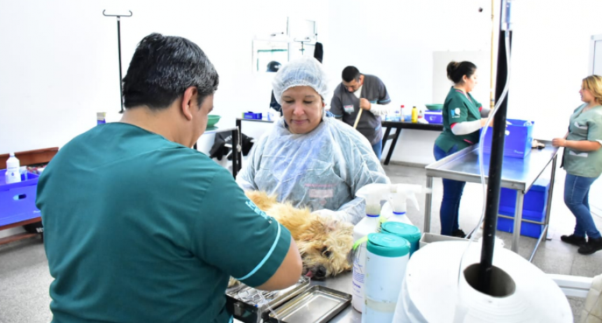 El Municipio continúa brindando el servicio de atenciones básicas y castraciones gratuitas