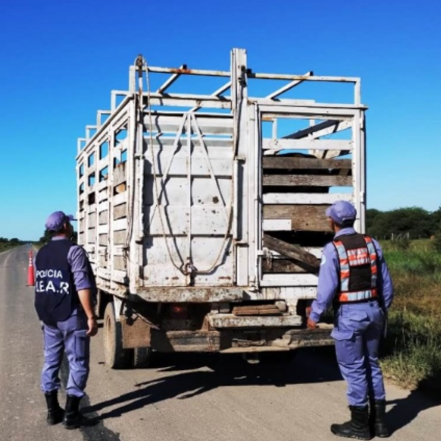 UEAR La Floresta secuestró ocho animales vacunos en la Ruta Provincial N° 1