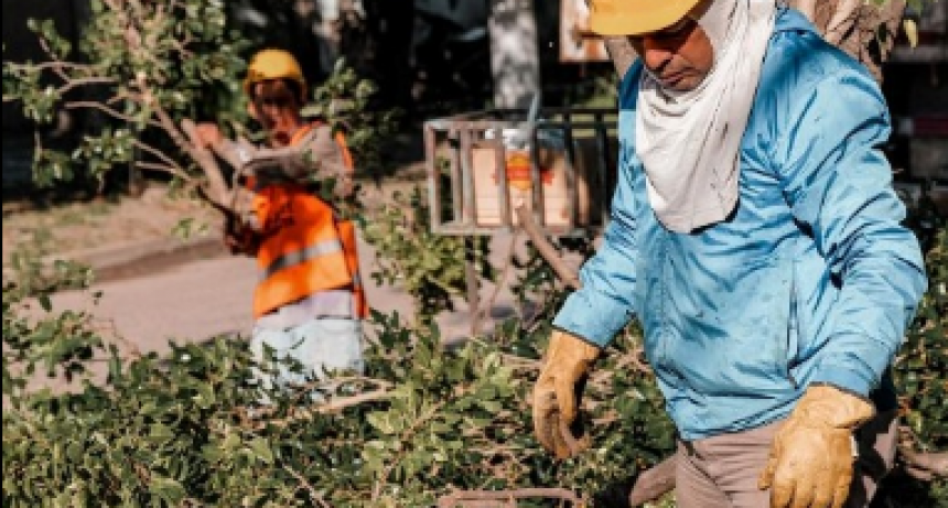 Espacios Verdes de la comuna priorizó las podas correctivas en la ciudad