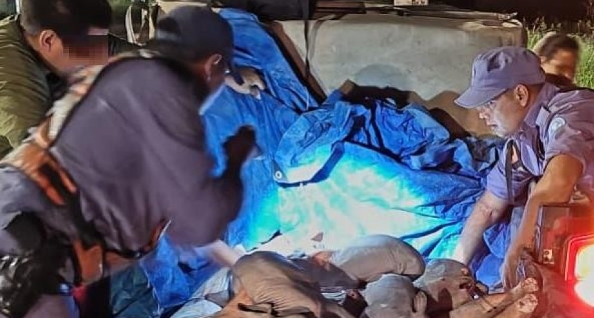 La Policía secuestró 18 porcinos y un vehículo en el cruce de la localidad de Gran Guardia