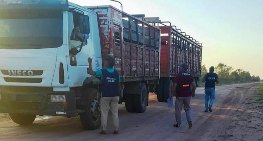 La Policía detectó irregularidades en el transporte de animales vacunos