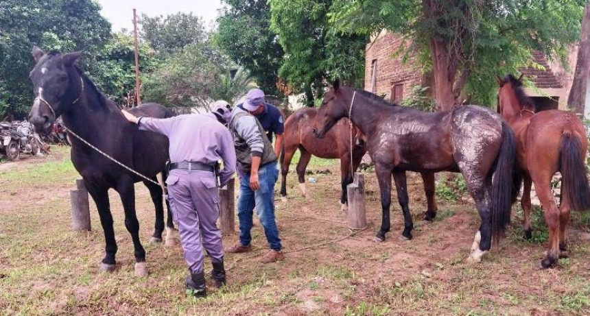 La Policía retiró cinco caballos de la vía pública que ponían en riesgo la seguridad del tránsito