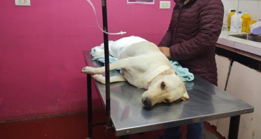 Permanente accionar del Municipio para acercar bienestar a los animales