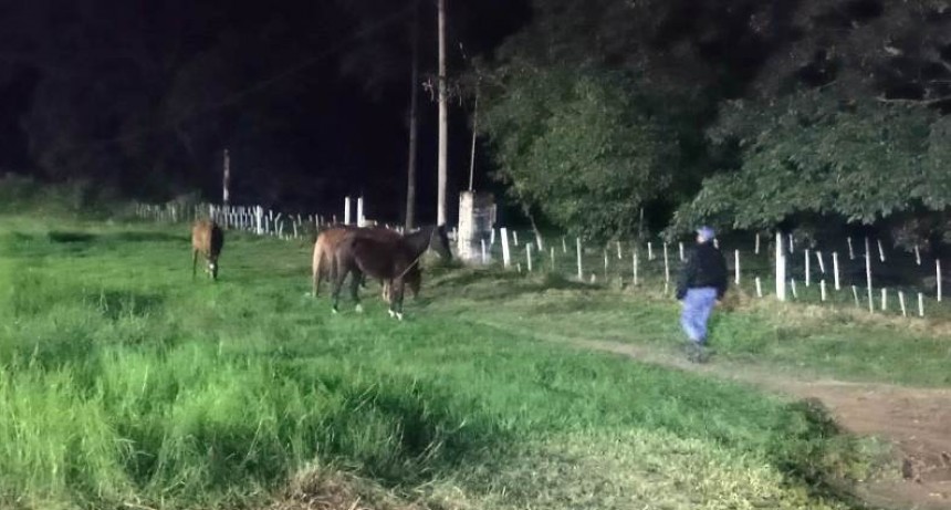 La Policía retiró de la Ruta Nacional 86 animales sueltos que ponían en riesgo la seguridad vial