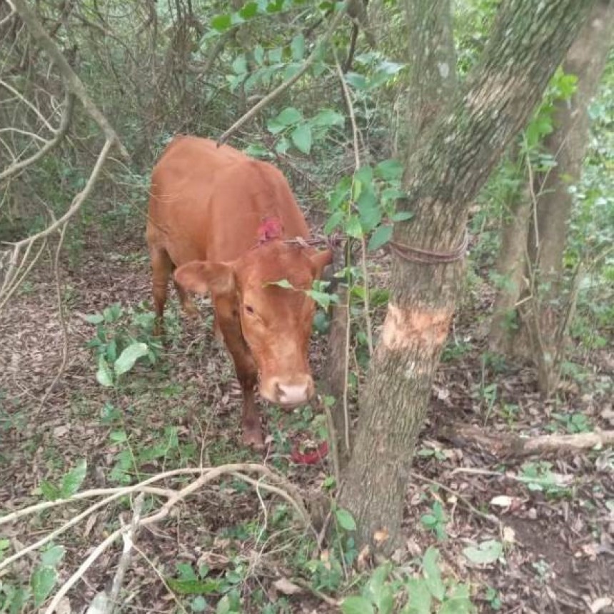 La Policía recuperó un vacuno sustraído de un campo de la colonia Punta Guía