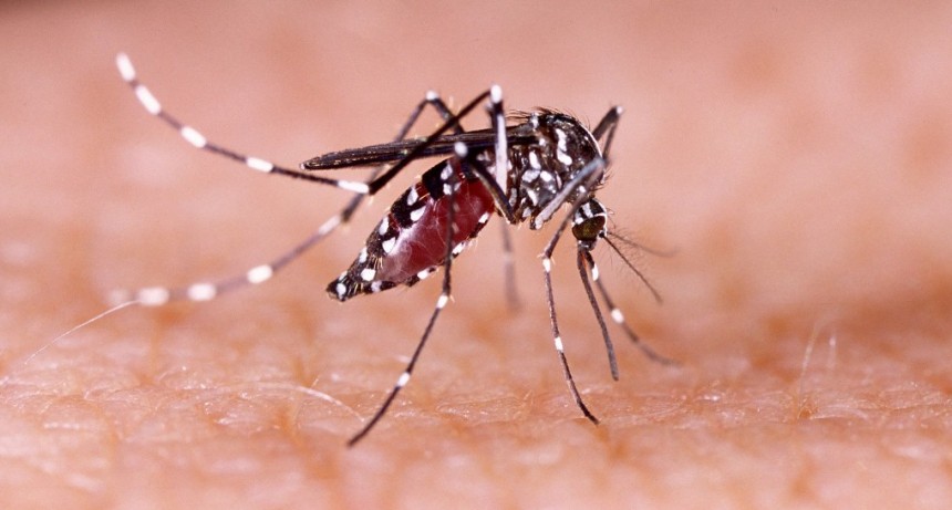 Dengue: Nueva semana sin cambios en los positivos