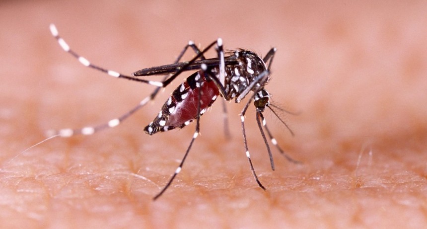 Dengue: Las bajas temperaturas contribuyen a la disminución de la población de mosquitos
