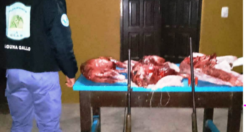 UEAR Laguna Gallo secuestró armas de fuego y animales silvestres faenados