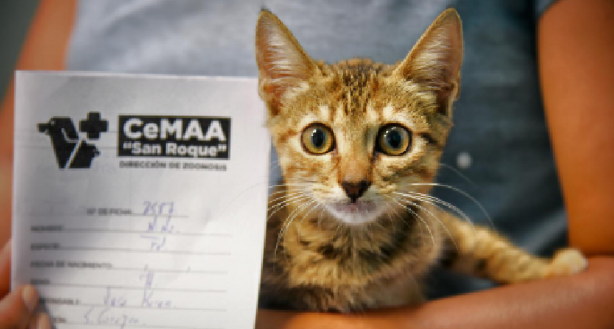 Beatriz Segovia: “A través del PROMEPO el Municipio castra alrededor de 16 mil animales al año”