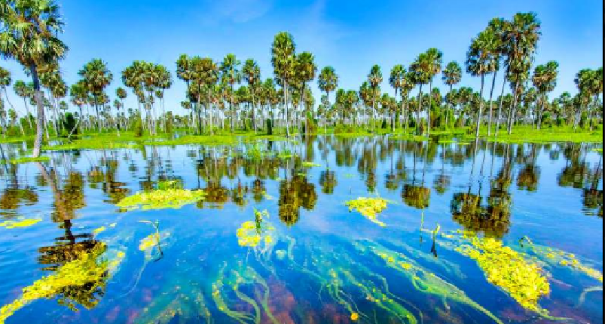 Día Mundial del Ambiente: Recuerdan como Formosa trabaja con el flagelo de conservación de fragmentación del hábitat