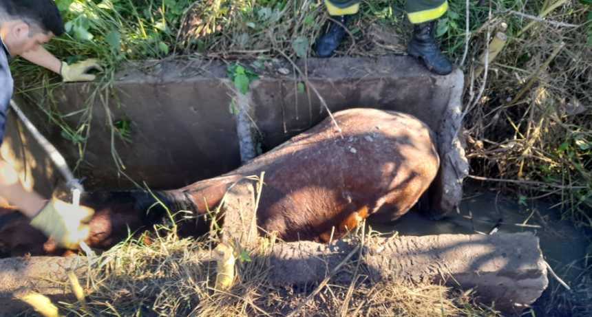 Efectivos rescataron a un caballo que cayó en una cámara séptica